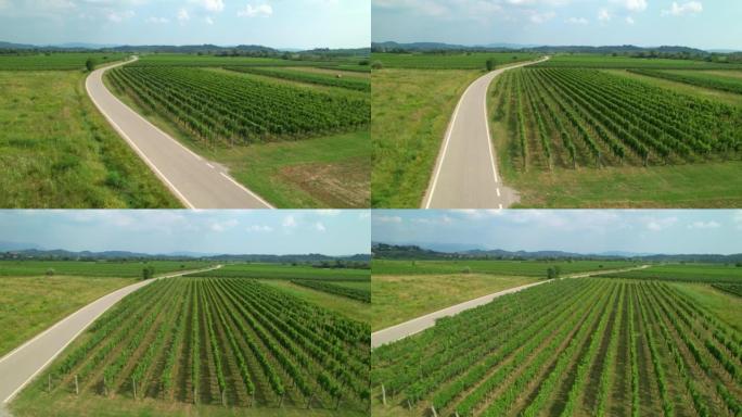 空中: 空的柏油路穿过斯洛文尼亚农村郁郁葱葱的绿色葡萄园。
