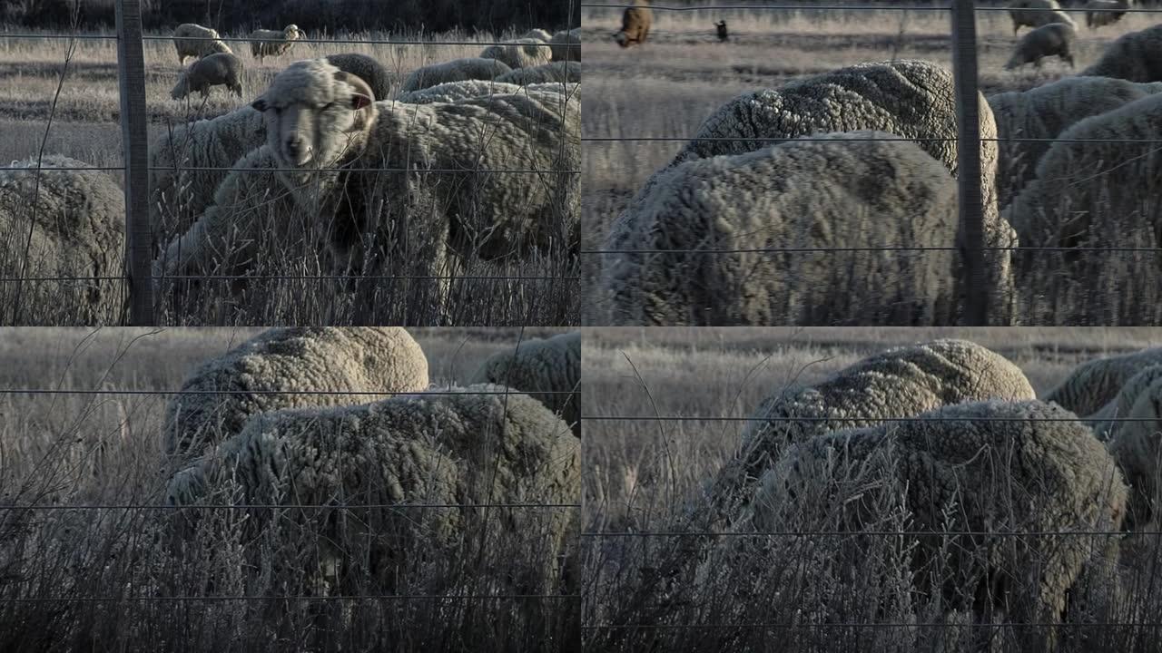 在阿根廷巴塔哥尼亚丘布特省的一块田地上放牧的羊群。特写。