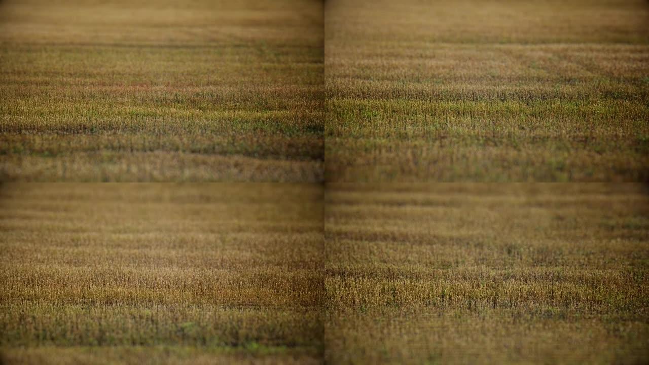 在田间种植小麦。无人机视频。应用倾斜移位效应