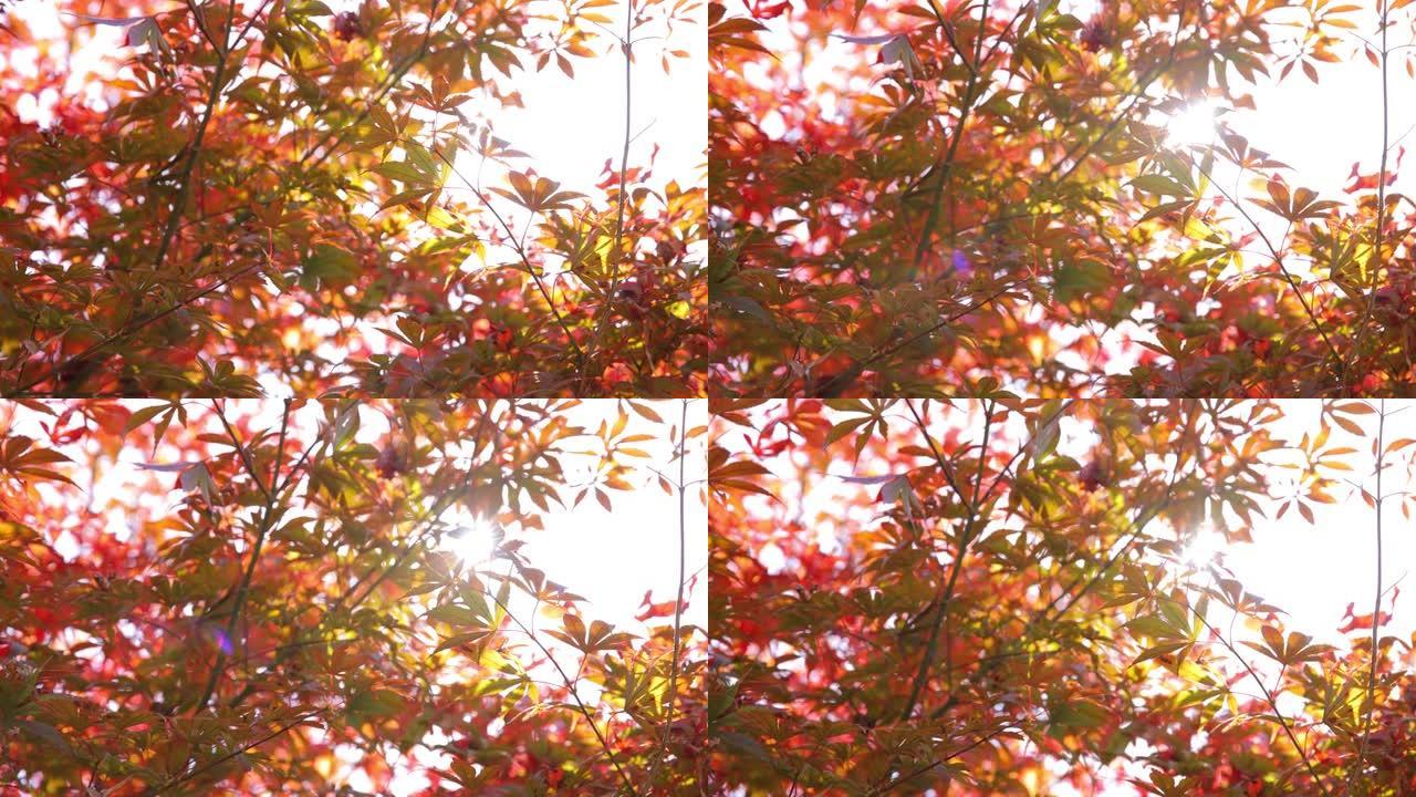 枫叶红色叶子仰拍叶子树叶透光