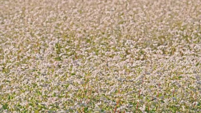 田园诗般的开花白荞麦作物生长在阳光明媚的田野中