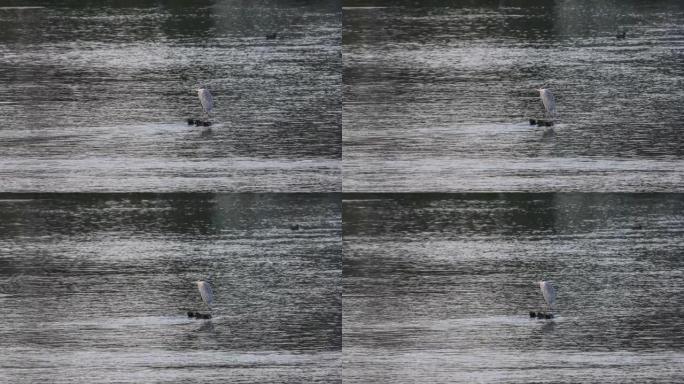 一大群苍鹭在河滩上休息