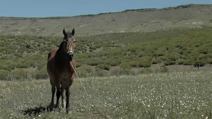 在阿根廷巴塔哥尼亚内乌肯省的田野里，用绳子绑着马。