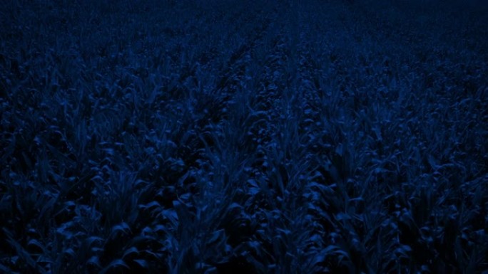 晚上在玉米田上缓慢前进