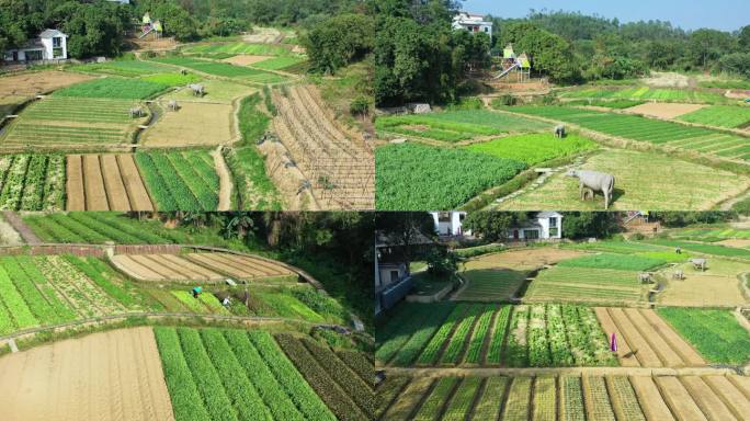 乡村美景田园农场风景