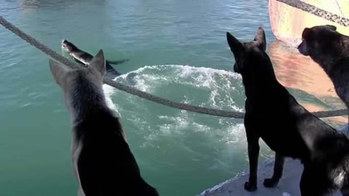 阿根廷巴塔哥尼亚里约内格罗省圣安东尼奥奥斯特港口的狗看着海狮。