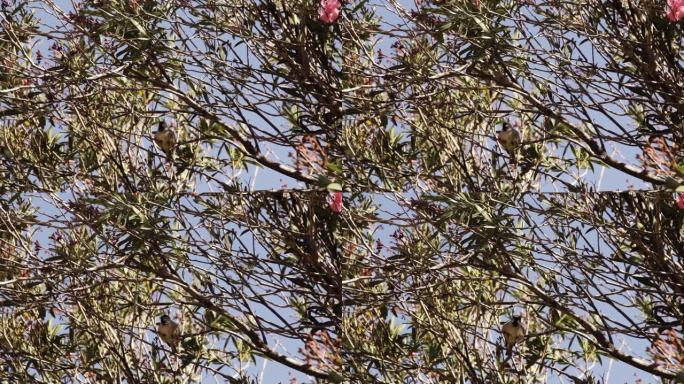 公麻雀栖息在树上的树枝上。