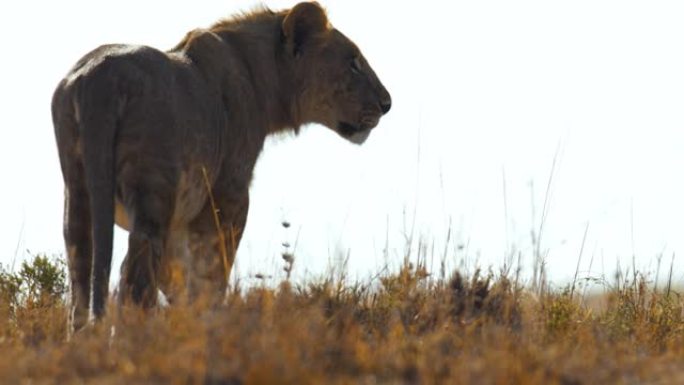 狮子在野生动物保护区的阳光明媚的草地上行走