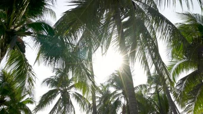 海滩上的椰子树，镜头耀斑
