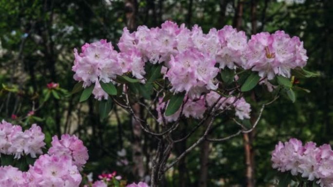 川西高原高山杜鹃花开花