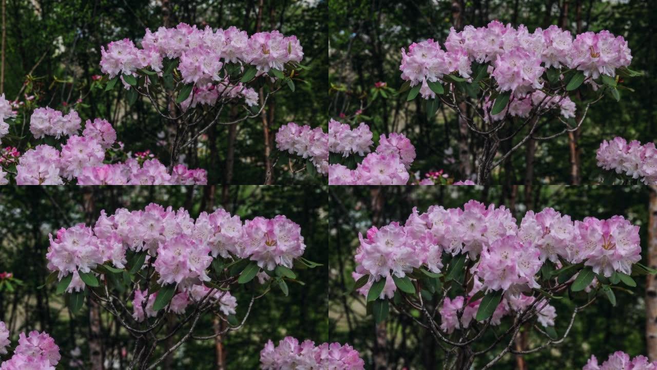 川西高原高山杜鹃花开花