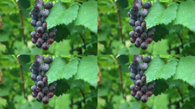 成熟葡萄的特写葡萄架葡萄树生态园葡萄熟了