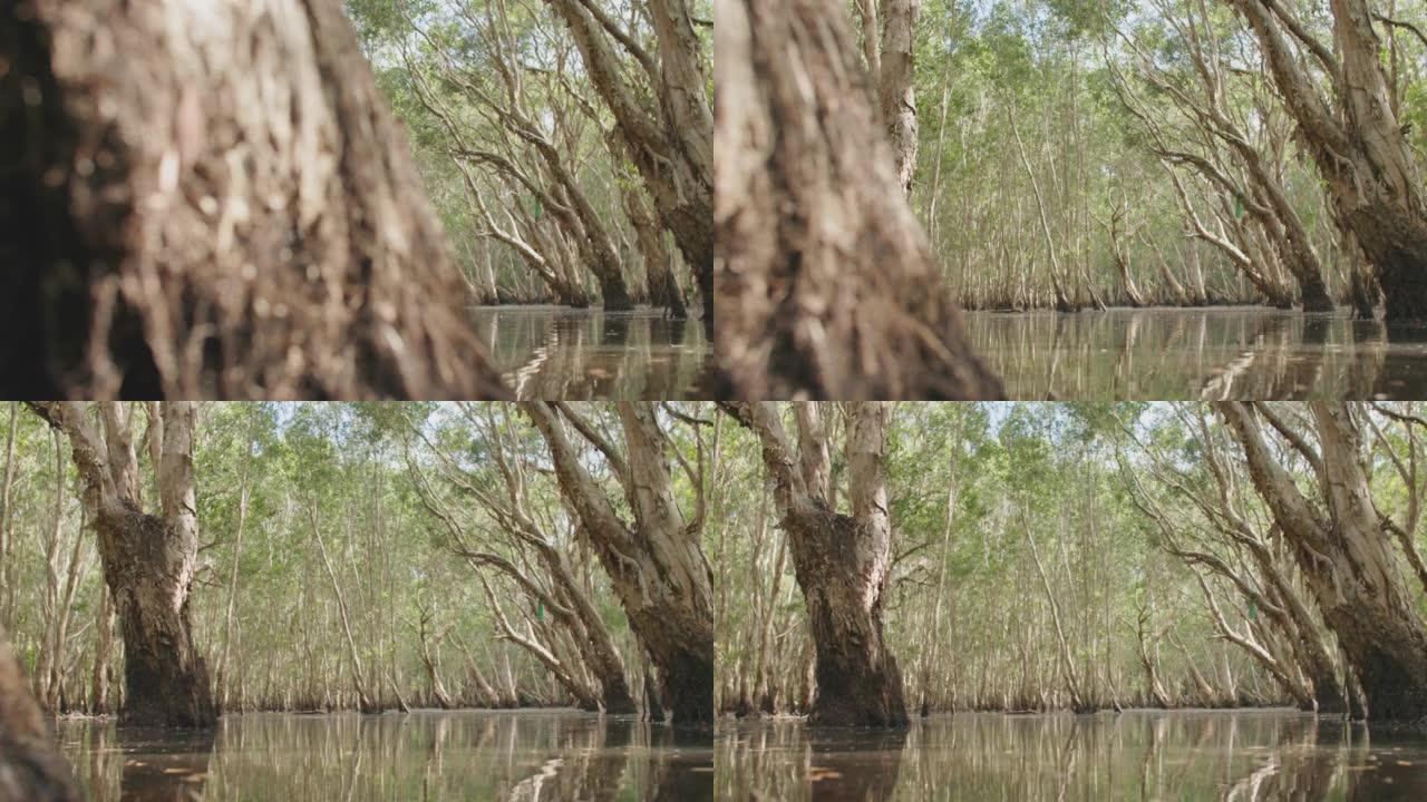 清除湿地热带森林中的自然沼泽和沼泽地区。