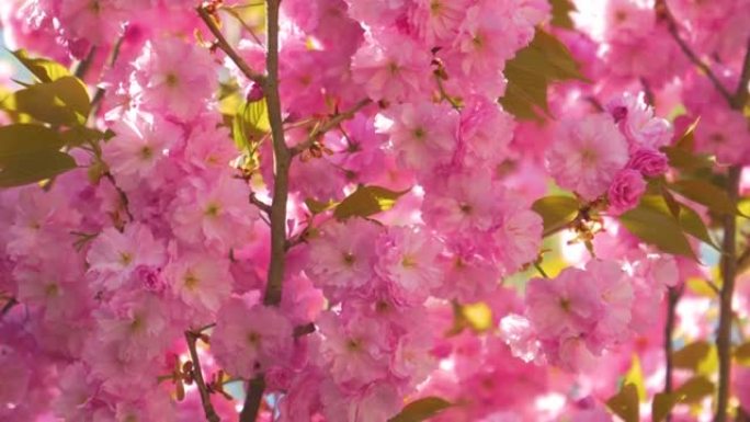 特写: 春天高峰期开花的苹果树的详细镜头