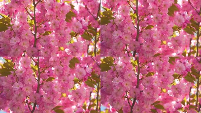 特写: 春天高峰期开花的苹果树的详细镜头