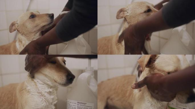 4k视频片段，一个无法识别的人在动物收容所给狗洗澡