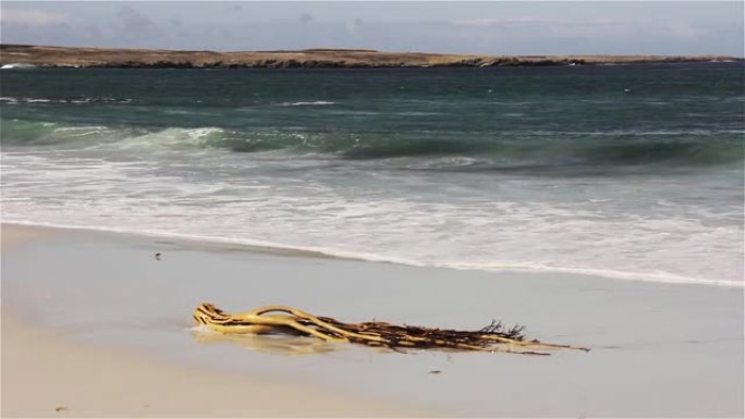海浪撞击在南大西洋福克兰群岛 (马尔维纳斯群岛) 的白色沙滩上。