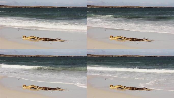 海浪撞击在南大西洋福克兰群岛 (马尔维纳斯群岛) 的白色沙滩上。