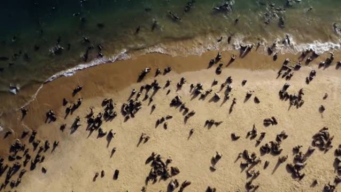 壮观的空中变焦，看到一大群海角海狗在游泳，躺在海岸线上晒太阳