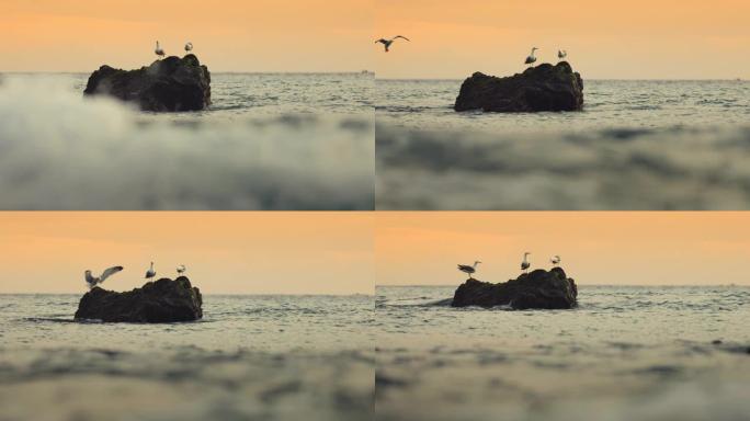 西班牙加那利群岛岩石上的WS海鸥