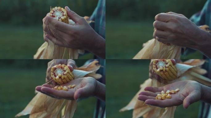 关闭一个男人的手，制动玉米芯并取出玉米粒。一位专业的中年农民确保了有机玉米芯的质量和农作物的健康