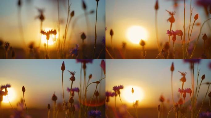日落时草地上的CU野花