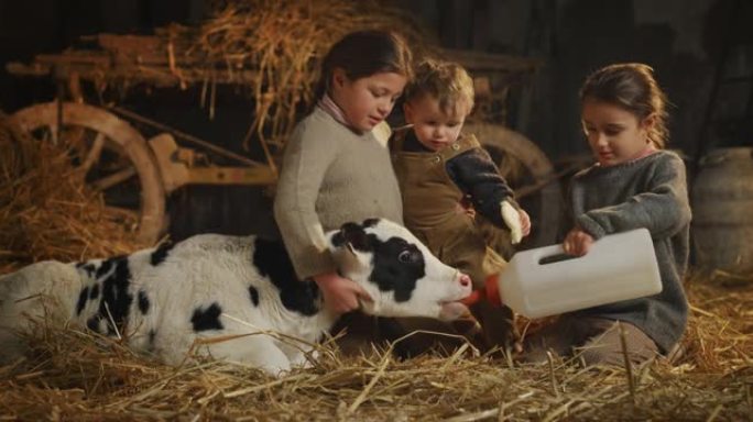 在乡村奶牛场的牛棚里，小姐妹和蹒跚学步的兄弟从瓶子里喂了虚拟生态生长的新生小牛，用于生物奶制品行业。