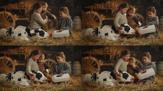 在乡村奶牛场的牛棚里，小姐妹和蹒跚学步的兄弟从瓶子里喂了虚拟生态生长的新生小牛，用于生物奶制品行业。