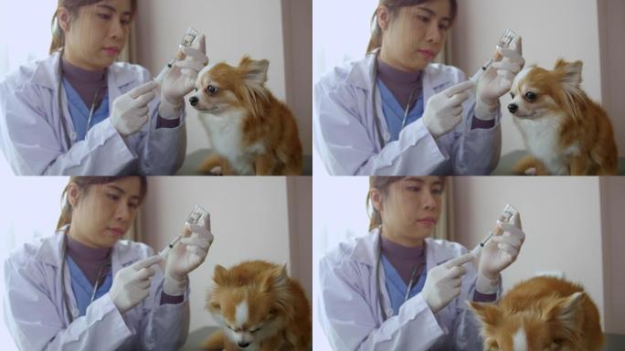 兽医手里拿着药品注射器，小可爱吉娃娃给你的宠物接种狗疫苗