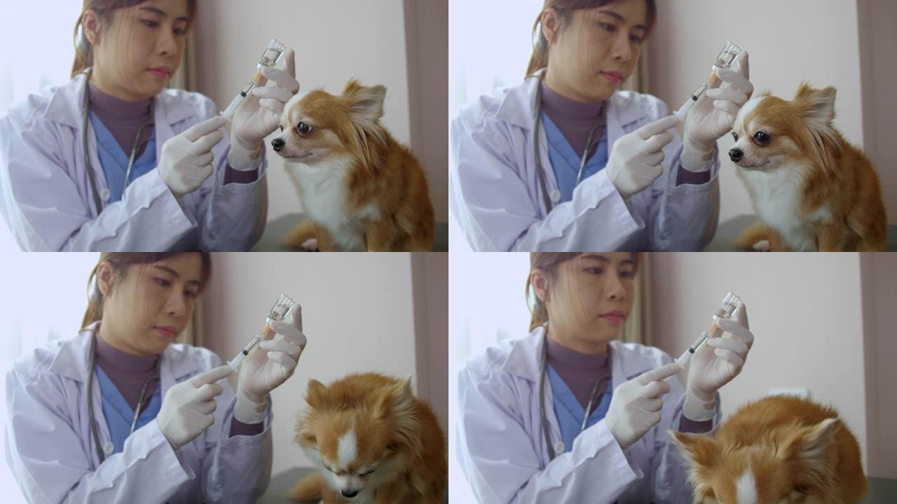 兽医手里拿着药品注射器，小可爱吉娃娃给你的宠物接种狗疫苗