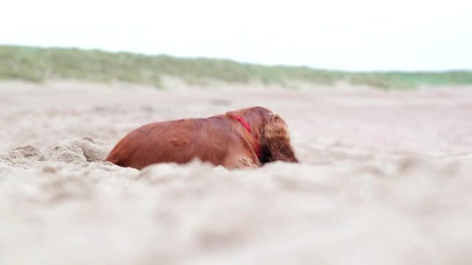 这是我的球长耳朵狗海边沙滩假期度假