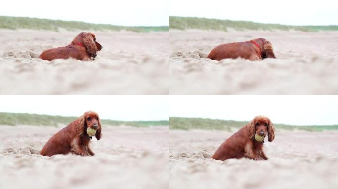 这是我的球长耳朵狗海边沙滩假期度假