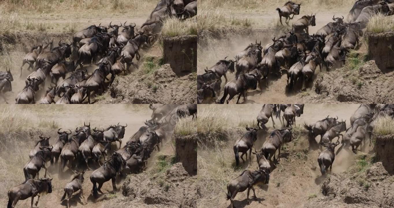 慢动作迁徙牛群角马为生存而战，穿越马拉河后奔向河岸