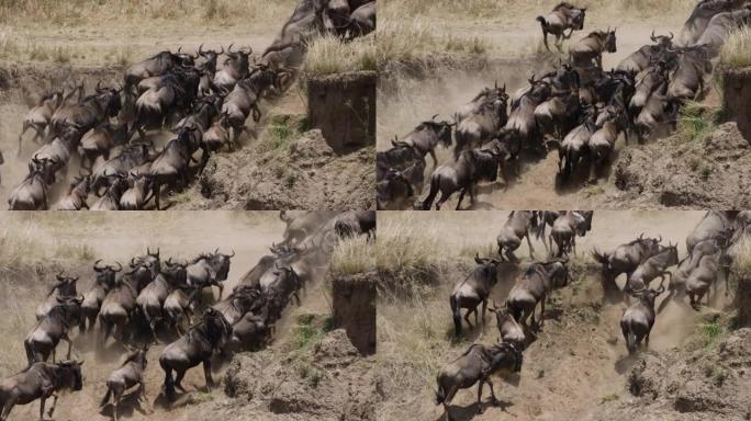 慢动作迁徙牛群角马为生存而战，穿越马拉河后奔向河岸