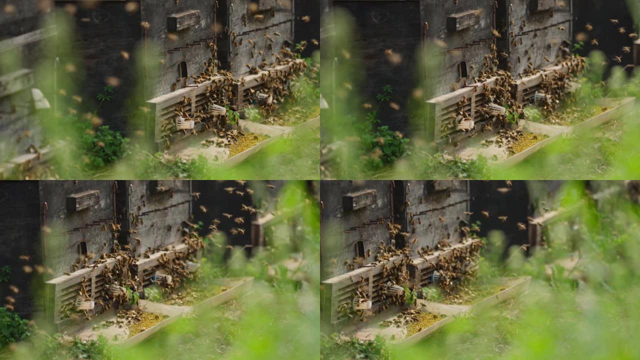 蜂群在蜂箱慢动作4k镜头中，在蜂箱周围的春季野外飞行的蜜蜂群
