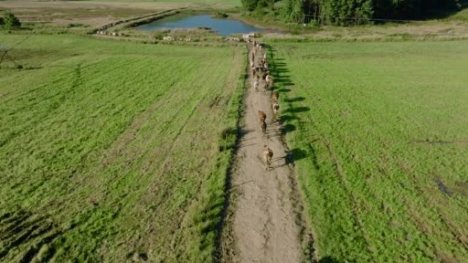 艾尔郡奶牛挤奶后走向牧场的鸟瞰图。负责温室气体排放的牲畜对气候变化做出了贡献