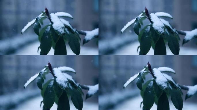 落在树叶上的雪雪林雪景雾淞