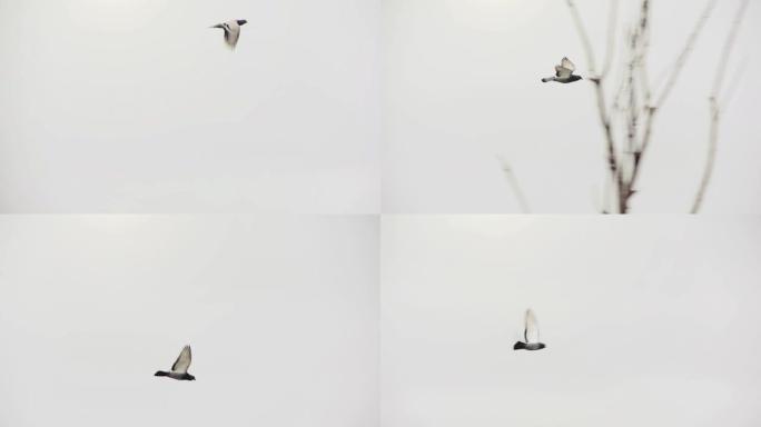 鸽子在白色的天空中飞翔。4k分辨率。