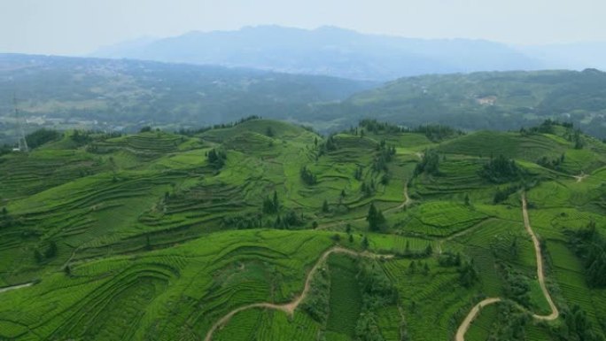 中国茶田的鸟瞰图茶叶种植基地视频素材农业