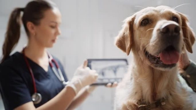 女兽医用平板电脑扫描x光数据，金毛犬坐在检查台上。年轻人在约会时抚摸宠物并让它平静下来