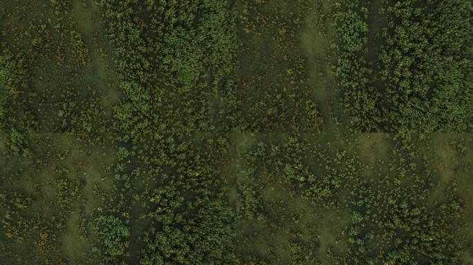 倾斜无人机的绿色草地视图