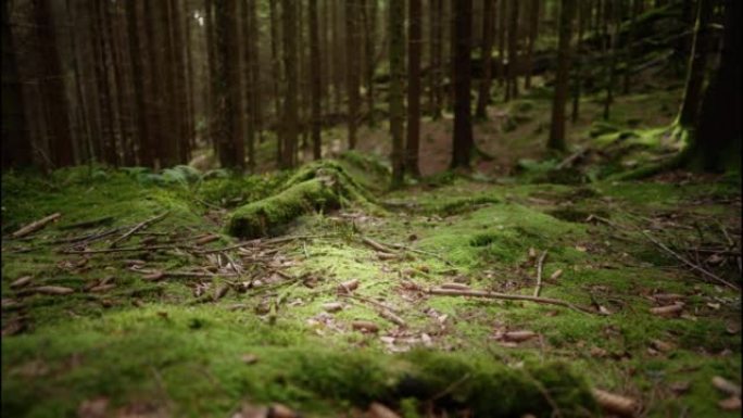 光线击中森林地面上的苔藓