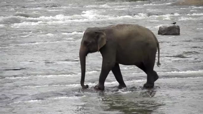慢动作: 大象在河上行走