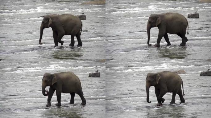 慢动作: 大象在河上行走