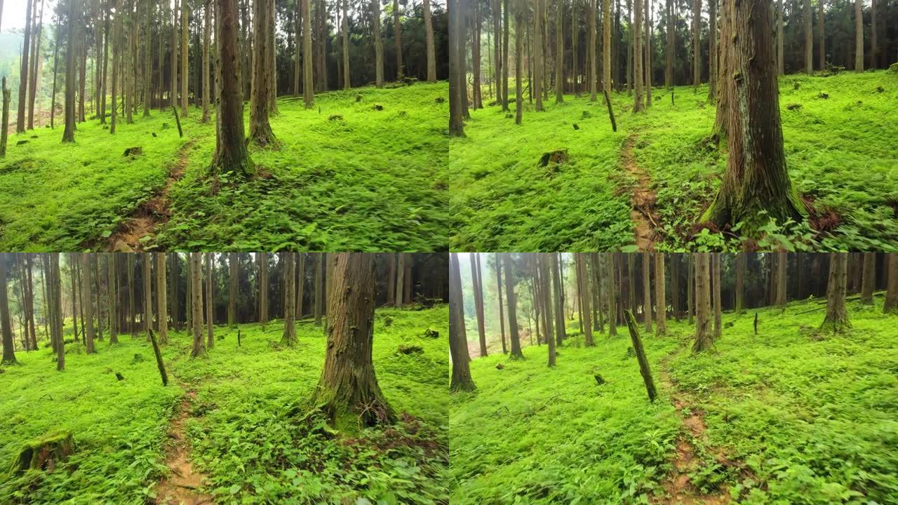 漫步在绿色的森林里