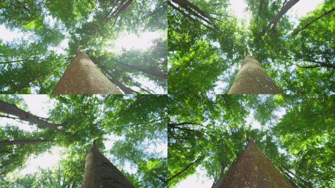 SLO MO在森林中绕着树旋转的低角度镜头