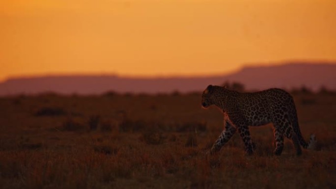 日落时，慢动作豹在野生动物保护区的草地上行走