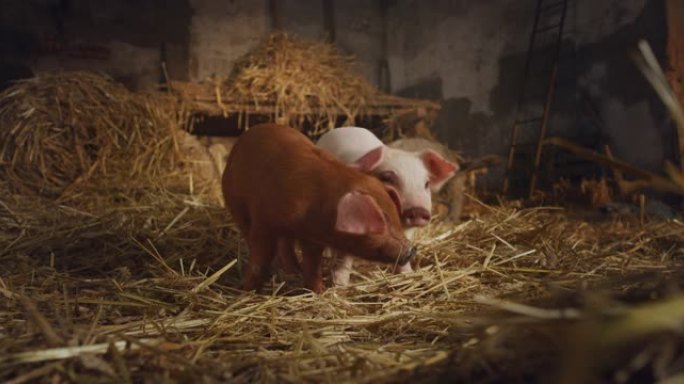 生态生长的新生粉红色和棕色小猪的电影镜头，用于生物真品行业，躺在农村养猪场的猪圈上。生态、生物、素食