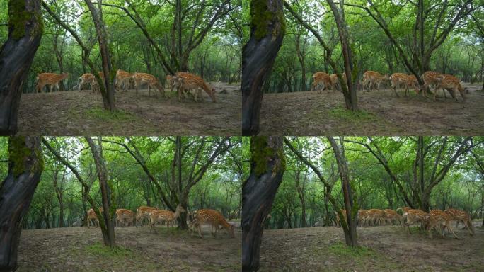 森林中的鹿梅花鹿迁徙自然
