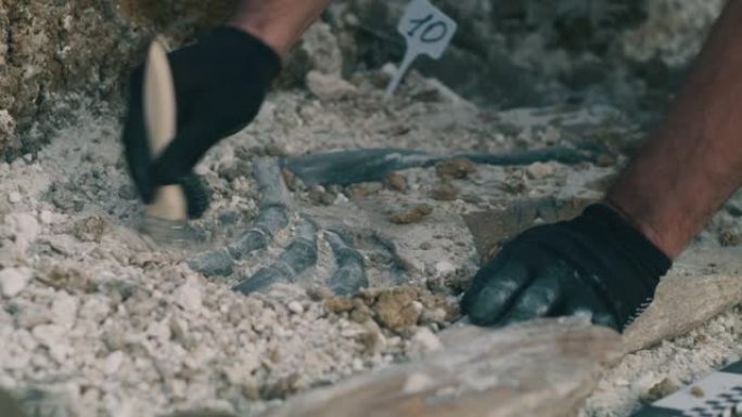 庄稼人挖出恐龙骨头